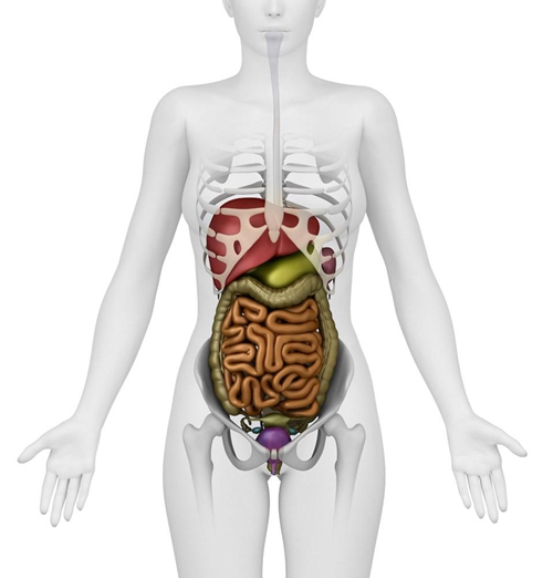 女性的內臟器官分布圖圖片