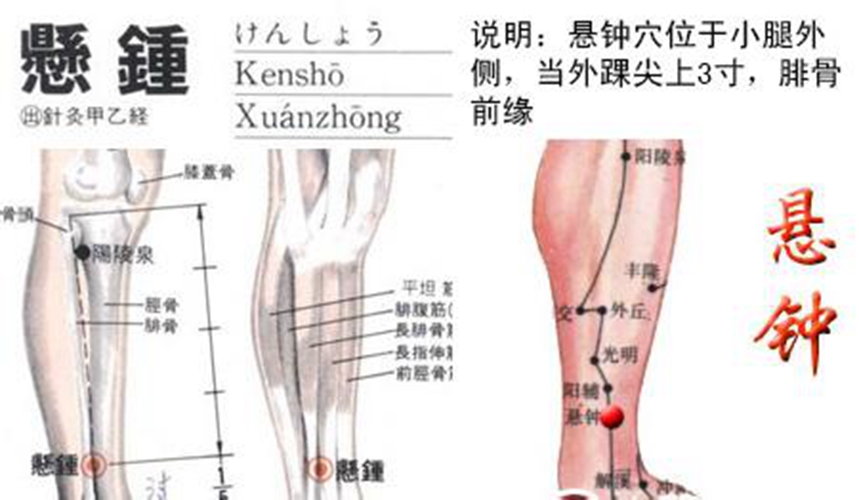 小腿穴位懸鐘穴具體位置圖片