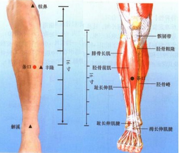 小腿穴位條口是在哪個位置圖片