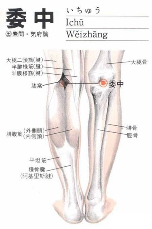 小腿穴位委中穴具體位置圖片