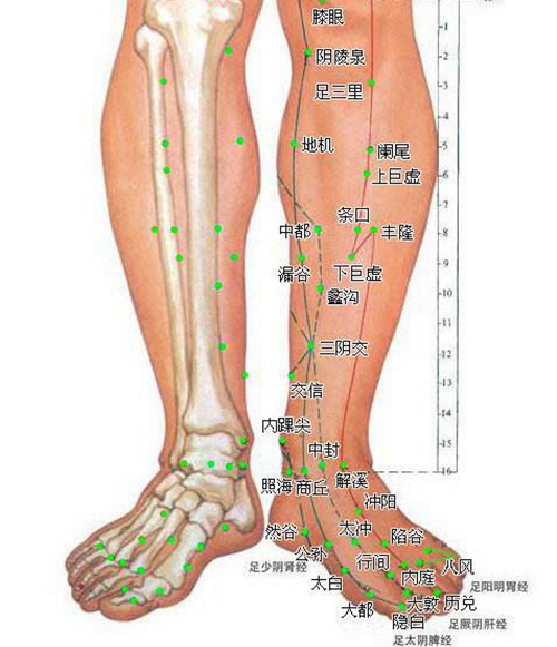 按摩小腿穴位在哪些位置圖片