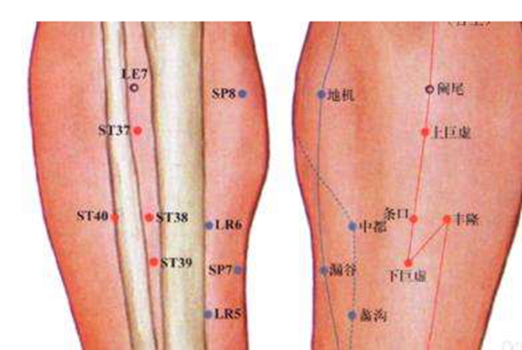 下小腿穴位是哪些位置大圖片