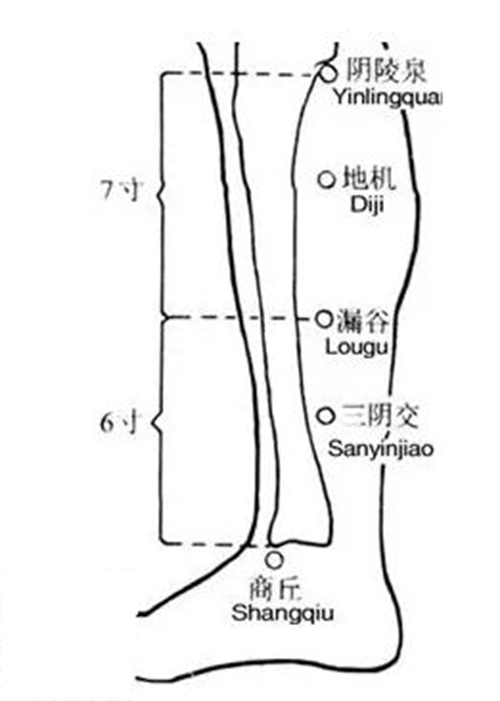 小腿穴位委中穴具体位置图片_有来医生