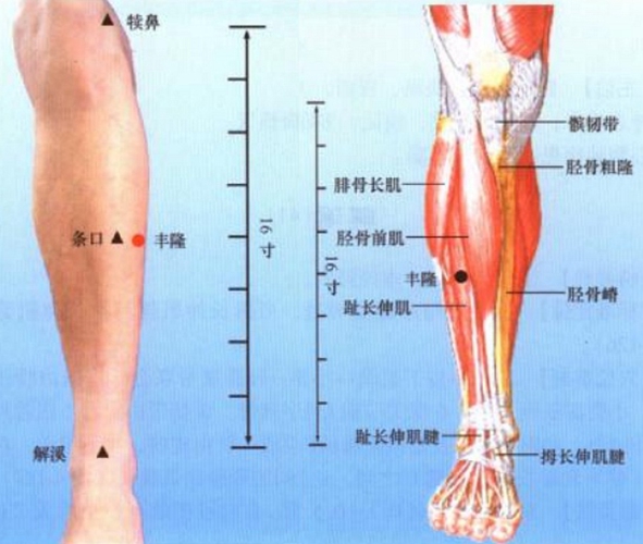 小腿穴位委中穴具体位置图片_有来医生