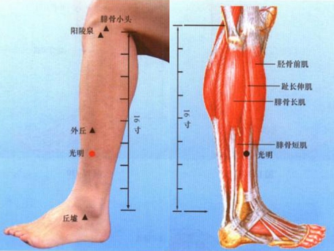 小腿穴位委中穴具体位置图片_有来医生