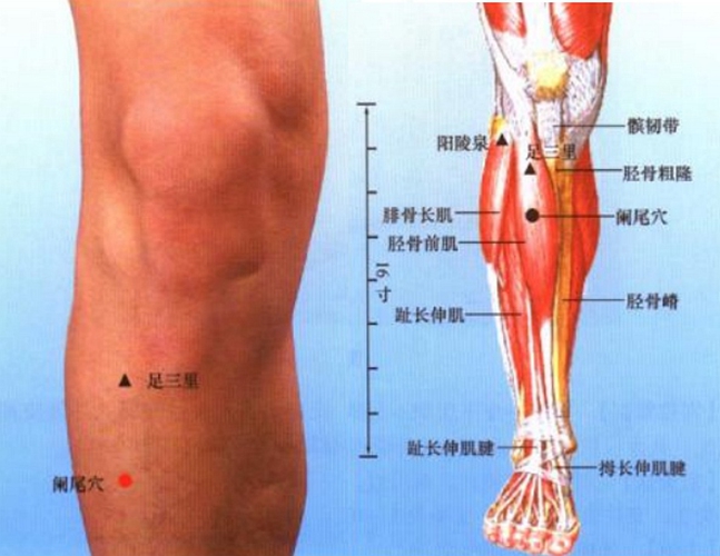 小腿穴位委中穴具体位置图片_有来医生