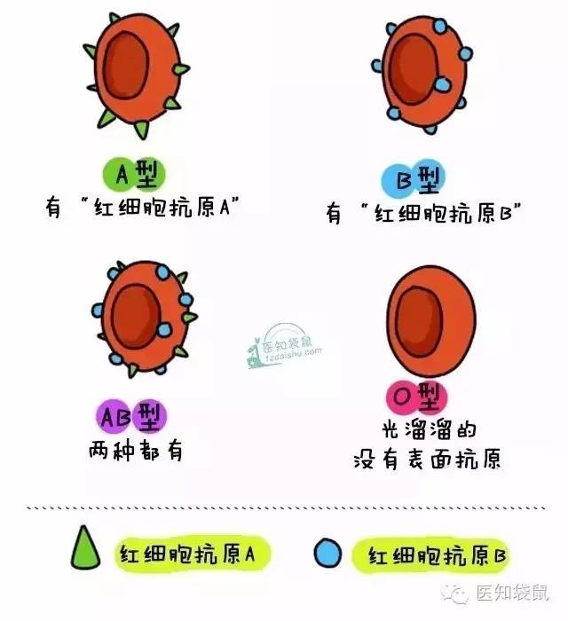 o型血的人,红细胞上无抗原,血浆里存在的是抗a,抗b;b型血的人,红细胞