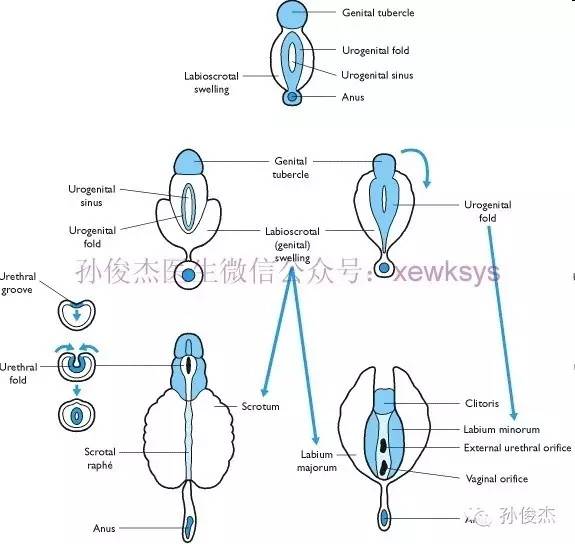 聊聊性发育,注意小儿的性发育异常