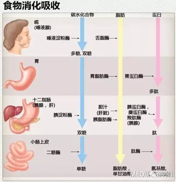 几张图让你轻松看懂肠道是如何工作的!