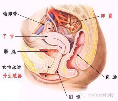 子宫内膜炎的"来龙去脉"你知道吗?