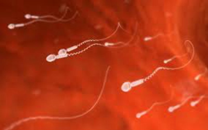 精液的精子外貌形状的图片