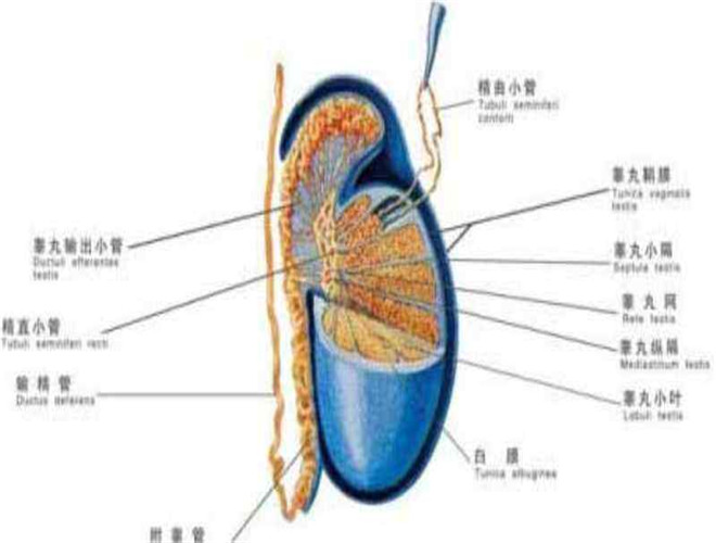 擴(kuò)陰囊環(huán)