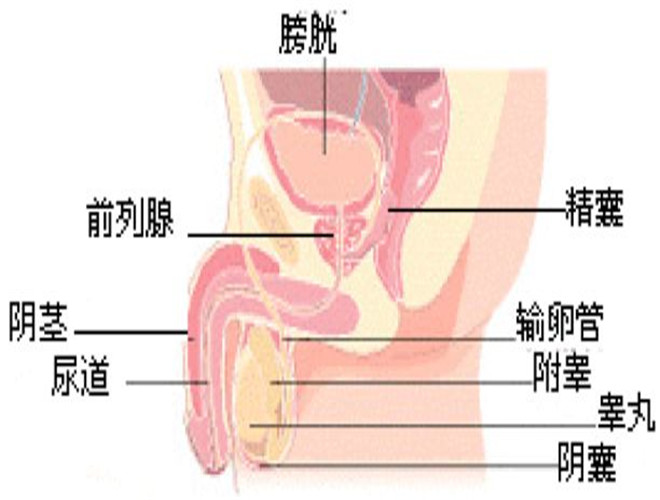 阴囊上长了个疙瘩图片