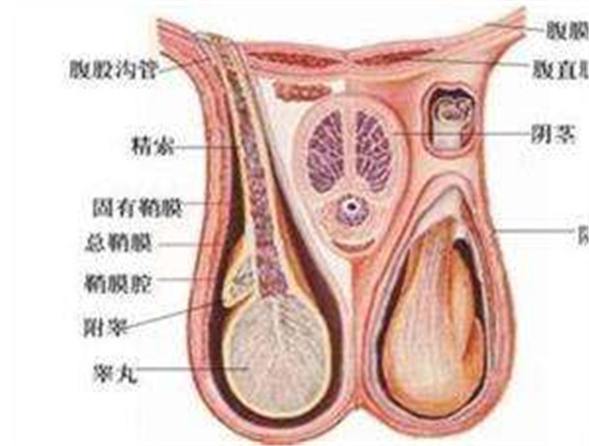 阴囊湿疹