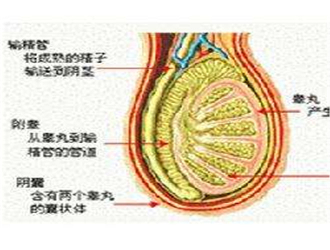 阴囊湿疹图片_阴囊湿疹症状表现图片大全_有来医生