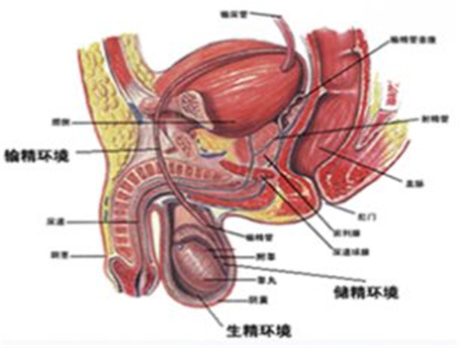 阴囊湿疹