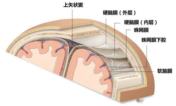 硬脑膜结构漫画