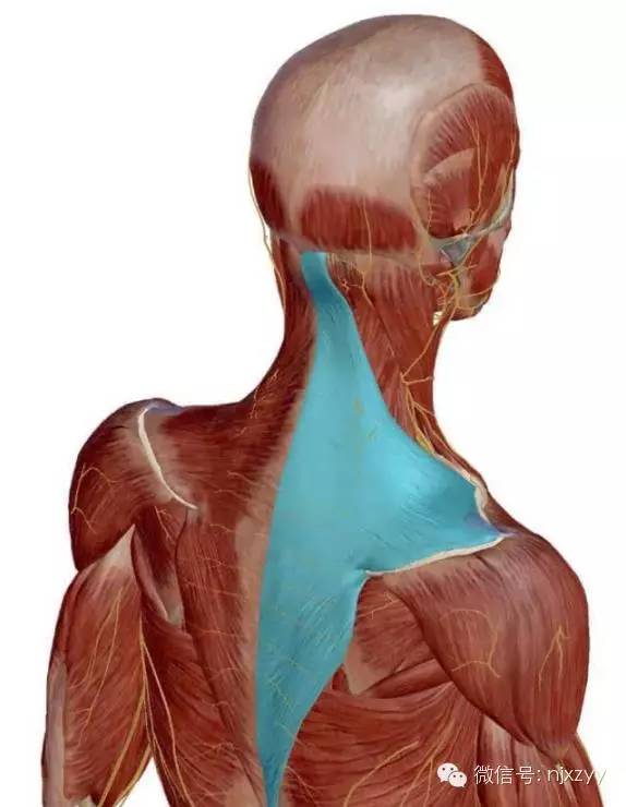上肢活动时,斜方肌在稳定肩胛骨中起重要作用,此时,头长肌和颈长肌