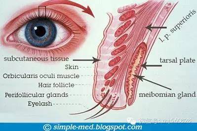 8.治疗睑板腺功能障碍
