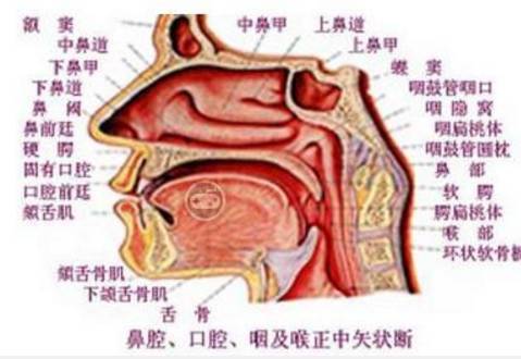 儿童急性感染性鼻——鼻窦炎诊疗