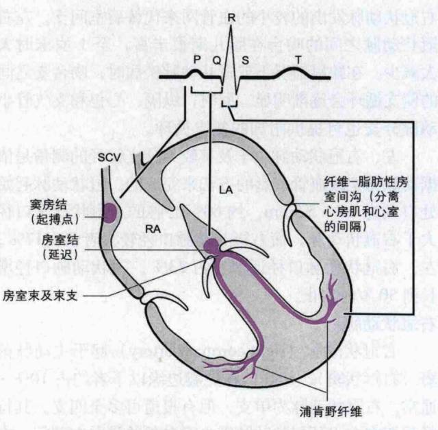 心脏的电生理