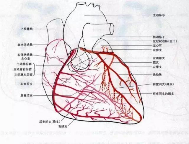 心脏的供血