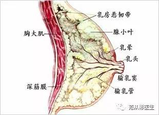 如果把乳房想象成一个包子,那么皮肤,皮下脂肪组织就是"包子皮",而