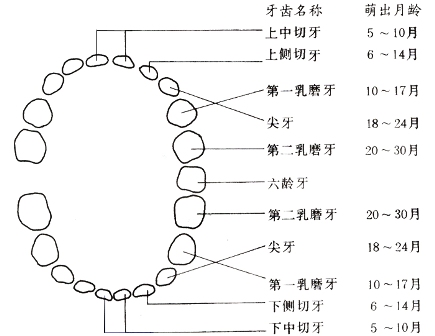 乳牙换牙顺序 (28)