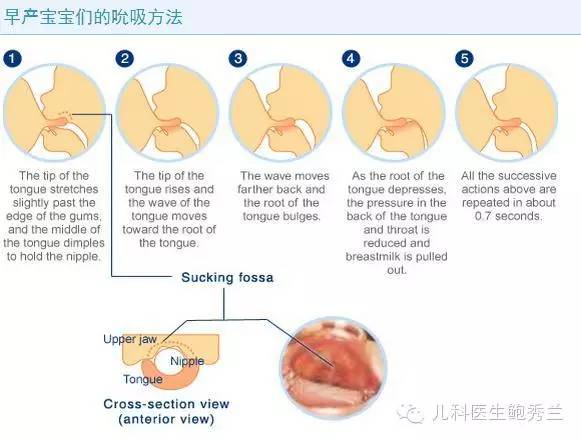 如何帮助宝宝吸允及母乳喂养期间的饮食?