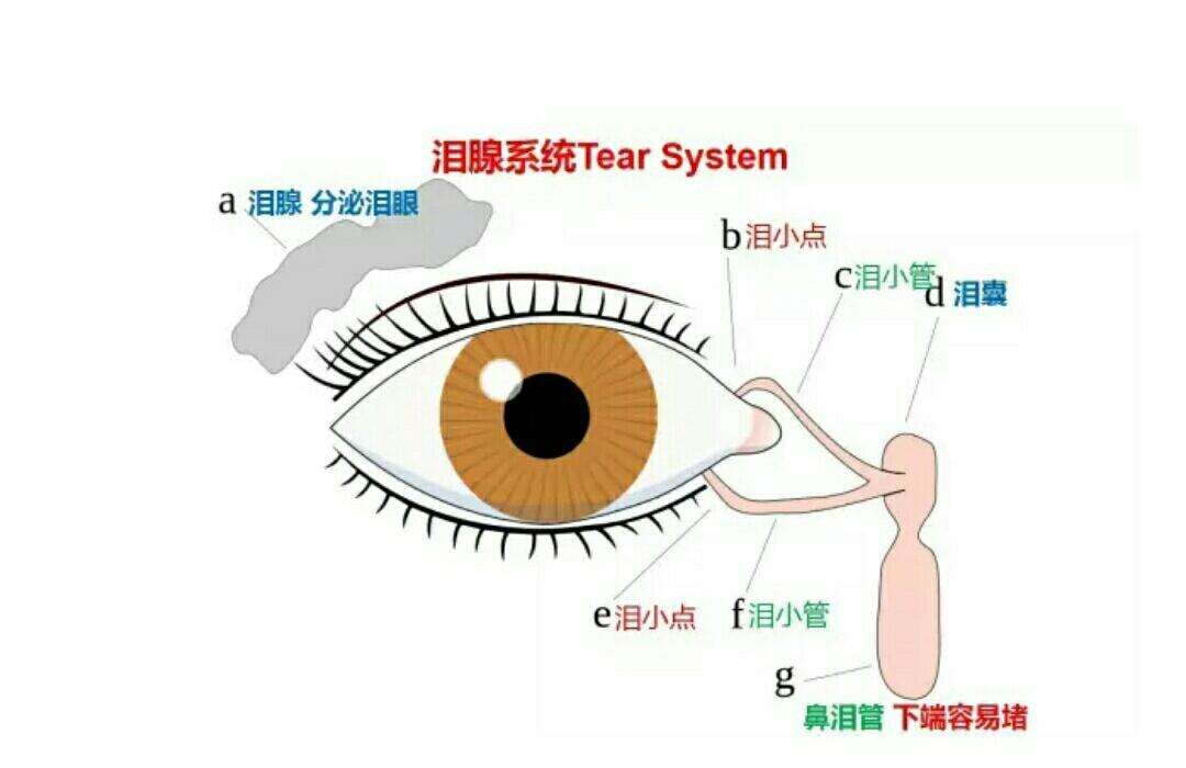 泪囊炎的原理漫画