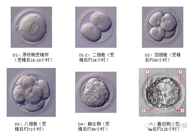 卵裂胚还是囊胚移植好?