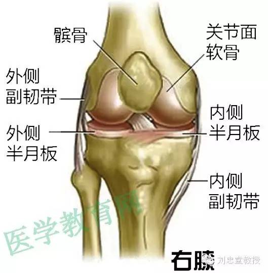 个人主页 医生文章 详情    膝关节是人体运动最多,负重最大的关节之