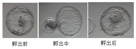 辅助孵出后,化茧成蝶时