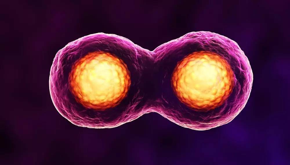 什么是胚胎植入前遗传学筛查?
