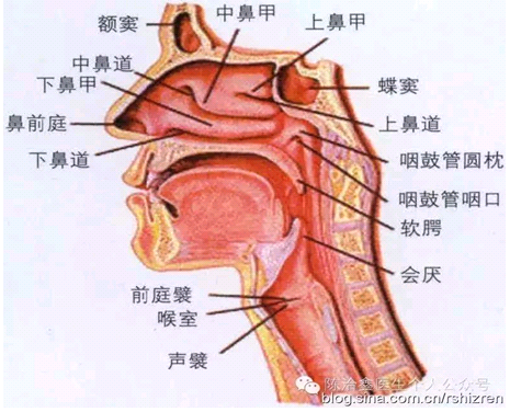 通俗点讲,鼻炎:鼻前庭后到软腭上方的这段解剖结构炎症;咽炎:咽鼓管到