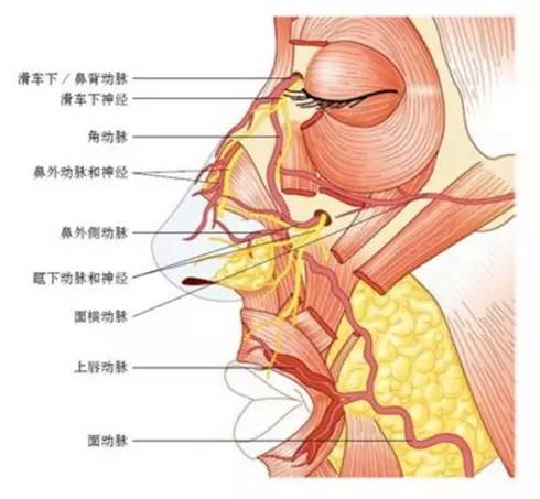 鼻翼主要为鼻外侧动脉和内眦动脉.