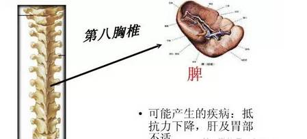 第九胸椎段:肾功能障碍,小便白浊,尿不畅,过敏证,身体手脚冰冷,癫痫.