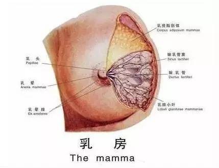 宫寒会引起乳腺增生?