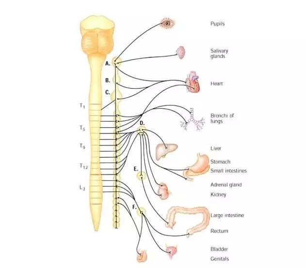 在脊柱的两边各有两条纵行得神经纤维称为角钢按,这些交感干是由交感