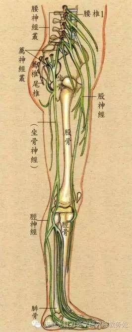 坐骨神经痛的注意事项