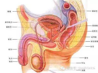 男科疾病主要牵涉到哪些器官