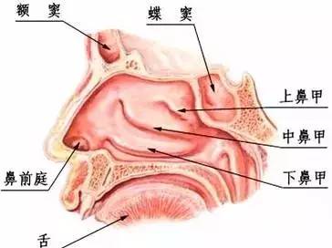 鼻塞老不好,可不一定就是感冒!