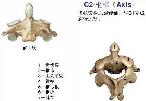 1,第一颈椎的特点:第一颈椎又叫寰椎,它没有椎体和棘突,由前后弓和