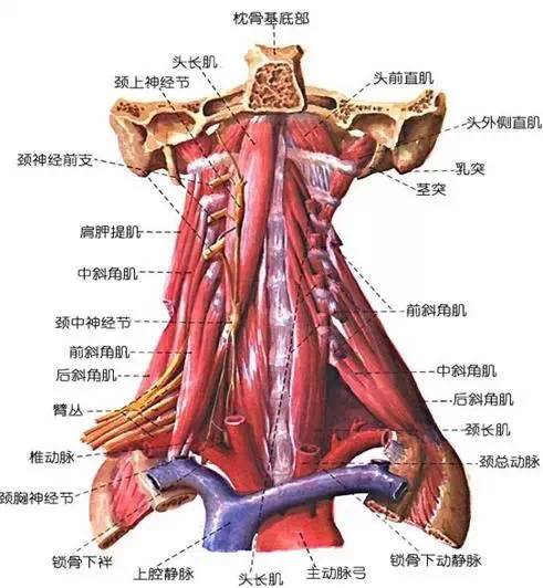 我们重要的颈椎,你有了解过吗?