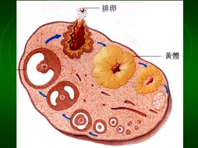 黄体功能不全的治疗方法