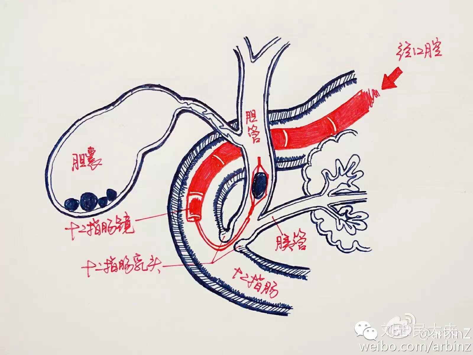 7,ercp是什么?