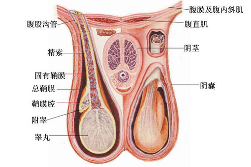 性生活后睾丸疼是怎么回事?