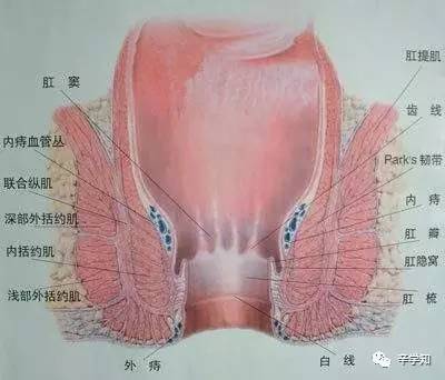 "齿线"是分开直肠与肛管的解剖标志,而在其上,是括约肌收缩而成的肛