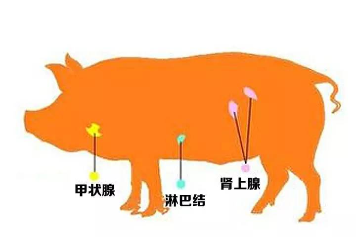畜三腺:猪,牛,羊等动物体上的甲状腺,肾上腺,病变淋巴腺是三种"生理