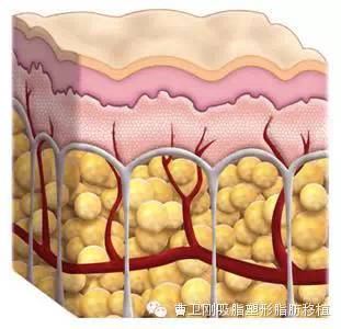 怎样判断面部肥胖是由于面部皮下脂肪堆积导致的?